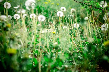 alerjiye neden beyaz kabarık çiçeklerle dolu karahindiba tarlası