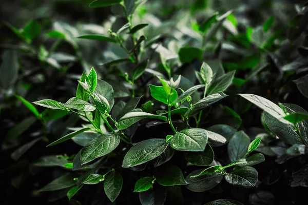 çalılar üzerinde parkta parlak güneşli bir günde sulu yaz yaprakları