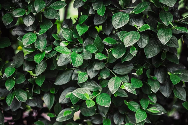 çalılar üzerinde parkta parlak güneşli bir günde sulu yaz yaprakları