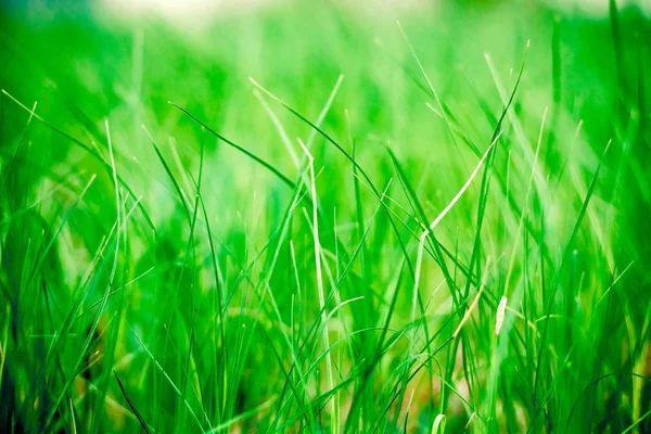晴れた日に大気の夏の芝生 増加するテクスチャグリーンの草 — ストック写真