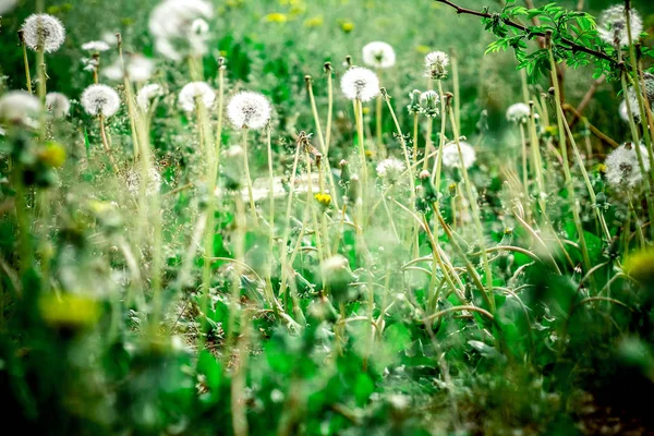 alerjiye neden beyaz kabarık çiçeklerle dolu karahindiba tarlası