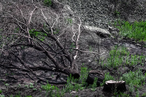 Der Verbrannte Baum Ist Zerbrochen Und Liegt Auf Dem Boden — Stockfoto