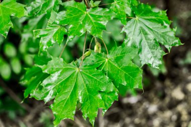 Yaz yağmurundan sonra ağaçların ıslak yeşil yaprakları