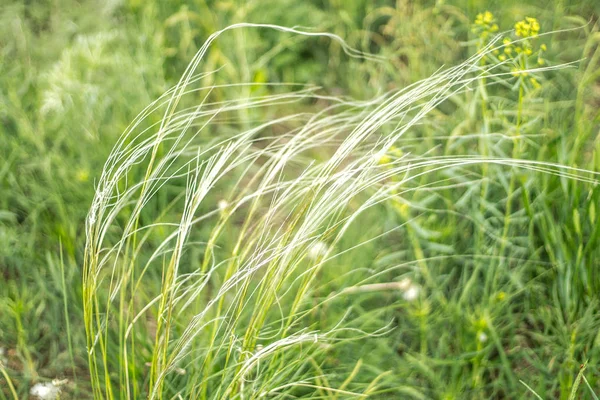 bozkır tüyü çim rüzgarın saldırısı altında sarkıyor