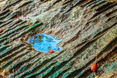 pitoresk taş yüzeyinde su birikmiş olan bir delik oluşturdu; suda yatan kurutulmuş meyve