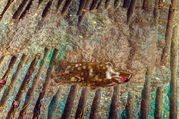 pitoresk taş yüzeyinde su birikmiş olan bir delik oluşturdu; suda yatan kurutulmuş meyve