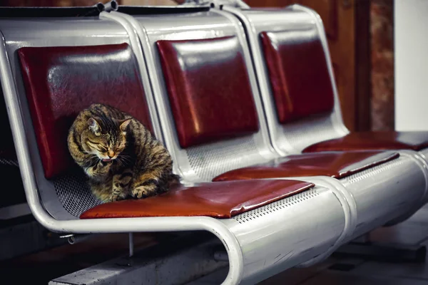 Bankta Bekleyen Koridorda Tren Istasyonunda Bir Evsiz Kedi Yıkıyor Kendini — Stok fotoğraf