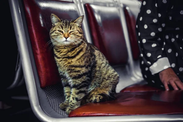 Passeggino Gatto Senzatetto Seduto Una Panchina Guardando Con Strabismo — Foto Stock