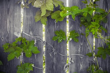 kıvırcık yeşillik ahşap bir kırsal çit dolaşıklar, ve ışık ışınları çit çatlaklar yoluyla kendi yolunu yapmak