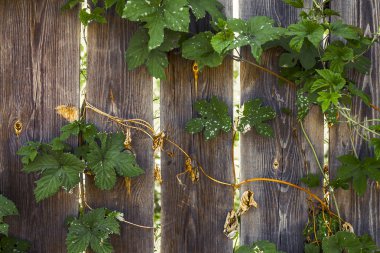 kıvırcık yeşillik ahşap bir kırsal çit dolaşıklar, ve ışık ışınları çit çatlaklar yoluyla kendi yolunu yapmak