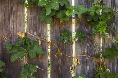 kıvırcık yeşillik ahşap bir kırsal çit dolaşıklar, ve ışık ışınları çit çatlaklar yoluyla kendi yolunu yapmak