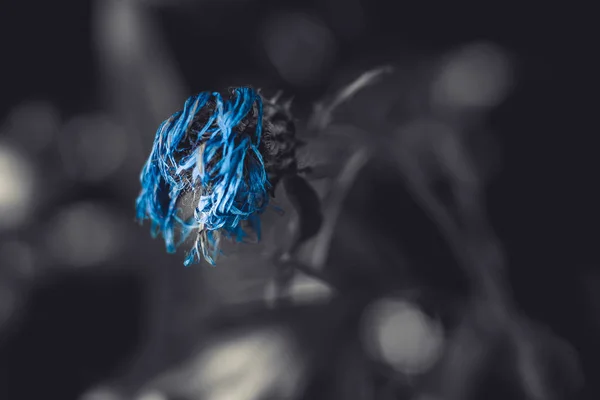 Flétri Fleur Bleu Vif Dans Herbe Plié Tristesse Nostalgie Fond — Photo