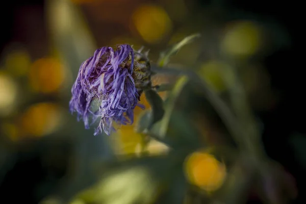 Çimenlerde solmuş parlak mor çiçek kuraklık sırasında üzüntüden ve özlemden eğilmiş.