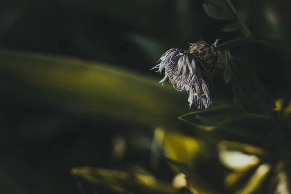 Wilted Bright Grey Flower Grass Bent Sadness Longing Drought — Stock Photo, Image