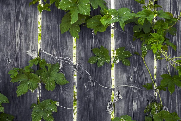 卷曲的树叶缠绕了一个木制的乡村围栏 光线穿过栅栏的裂缝 图库图片