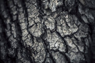 eski bir ağacın kabuğu makro çekim; siyah beyaz fotoğraf