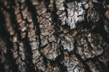 eski bir ağacın maksro kabuğu