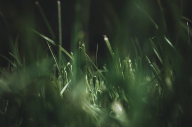 güneşli bir yaz gününde çim çim makro atış