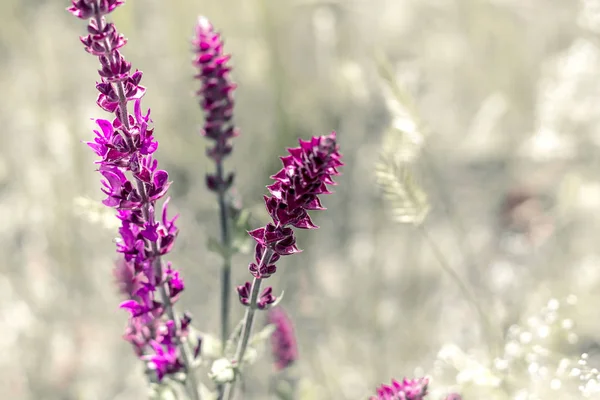 Heldere Kleurrijke Bloemen Van Lupine Een Takje Een Lichte Achtergrond — Stockfoto