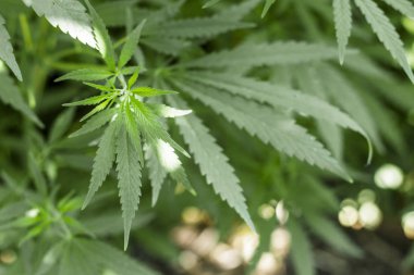 fotoğraf olan meyve ve bitkiler tıpta kullanılan kenevir, çimlenmiş çalılar gösterir