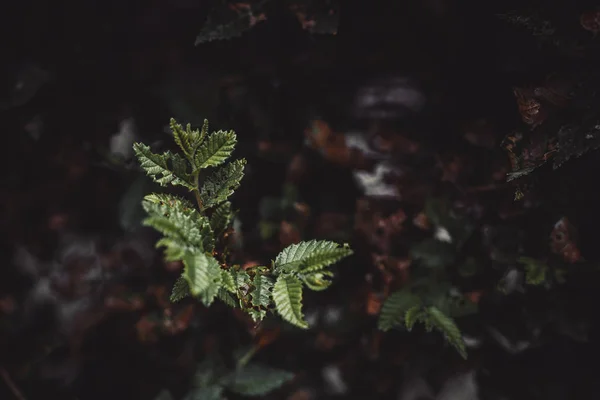 solan yaprakları ile sonbahar yaprakları ve dalları fotoğraf