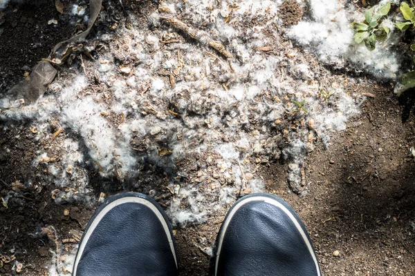 ayaklarınızın altında yerde yatan Beyaz Pamuk yün gibi kavak kabartmak, en güçlü ve tehlikeli alerjen; sağlık tehlikesi kavramı.