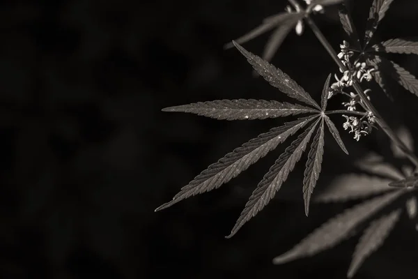 tıbbi amaçlar için kullanılan esrar veya kenevir, yaprakları ve dalları görüntü ile güzel arka plan