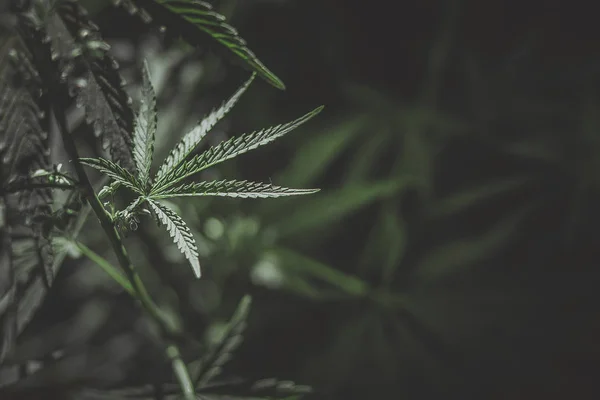 tıbbi amaçlar için kullanılan esrar veya kenevir, yaprakları ve dalları görüntü ile güzel arka plan