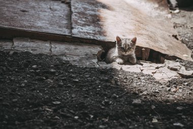 harabelerde sokakta evsiz gri tekir kedi yavrusu üzücü ve üzüntü neden olur