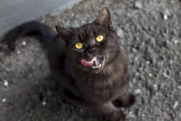 parlak sarı gözler ile siyah bir kedi yolda oturur ve memnuniyet ve yalıyor dışarı bakıyor, kırmızı bir dil dışarı yapışması
