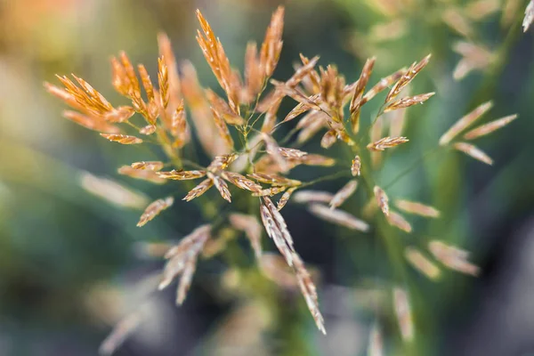 Φυτό Της Οικογένειας Δημητριακών Μεγαλώνει Ένα Χωράφι Μια Ηλιόλουστη Καλοκαιρινή — Φωτογραφία Αρχείου
