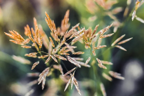 Φυτό Της Οικογένειας Δημητριακών Μεγαλώνει Ένα Χωράφι Μια Ηλιόλουστη Καλοκαιρινή — Φωτογραφία Αρχείου