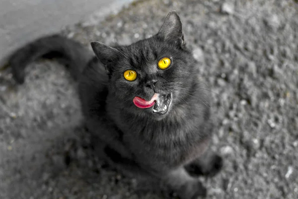 一只黑猫 明亮的黄色眼睛坐在路上 满意地抬起来 舔了出来 伸出一个红色的舌头 图库图片