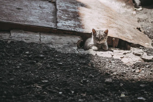无家可归的灰色塔比小猫在废墟中的街道上造成怜悯和悲伤 免版税图库图片