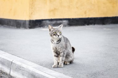 dikkatli vahşi gri evsiz kedi binanın sarı duvar yakın kaldırım üzerinde oturur ve şüpheli etrafında bakıyor