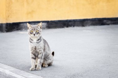dikkatli vahşi gri evsiz kedi binanın sarı duvar yakın kaldırım üzerinde oturur ve şüpheli etrafında bakıyor