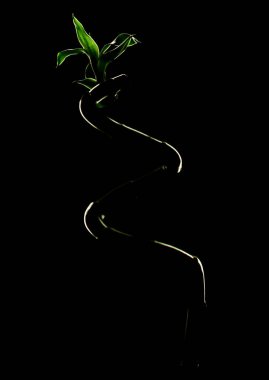 Ekoloji kavramı görüntü bambu SAP siyah arka plan üzerine