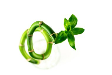 Beyaz arka plan üzerinde izole yeşil yaprakları ile Lucky Bambu (Dracaena Sanderiana) bir spiral şekil houseplant kök içine Twisted