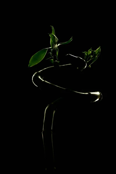 Lucky bamboo stalks isolated on black background.