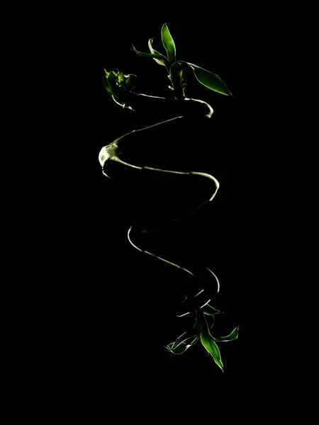 Ecology concept image with lucky bamboo stalk on black background