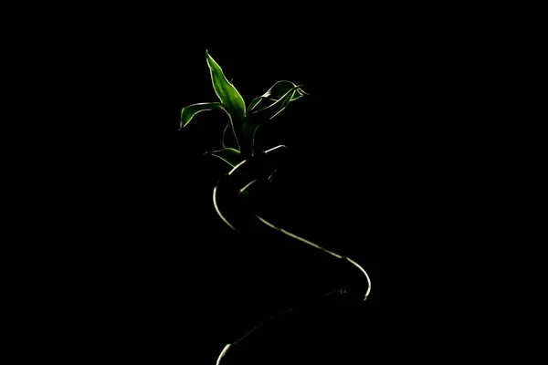 Green Lucky bamboo stalk on black background, copy space. Ecology concept.