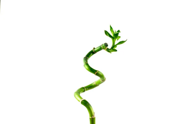 Green Stem Lucky Bamboo Dracaena Sanderiana Green Leaves Twisted Spiral — Stock Photo, Image