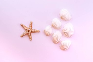 Denizyıldızı ve deniz kabukları ile yaz arka plan hassas pembe arka plan üzerinde. Tropikal yaz tatili konsepti.