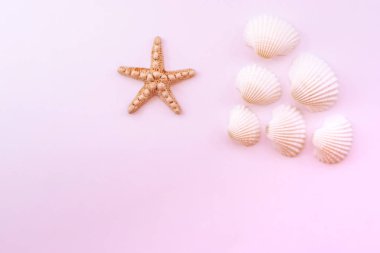 Düz yatıyordu. Denizyıldızı ve deniz kabukları pembe bir arka plan üzerinde. En iyi görünüm güzellik fotoğrafı.