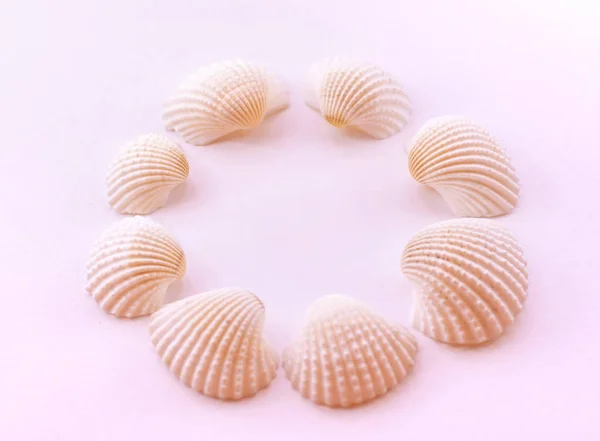 Seashells are laid out in a circle on a delicate pink background. Flat lay. — Stock Photo, Image