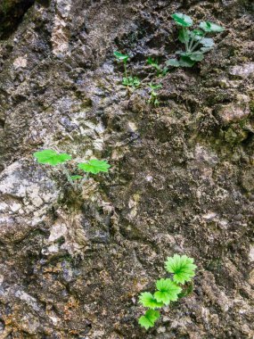 Taş duvar ile yeşil alan. Doku doğa