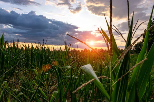 Cornfield Verão paisagem por do sol. Milho maduro e saboroso. Conceito de agricultura . — Fotografia de Stock