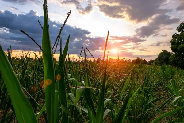 Agricultura, fazenda de milho, campo de milho no fundo céu bonito . — Fotografia de Stock