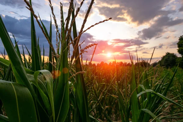Cornfield Verão paisagem por do sol. Milho maduro e saboroso. Conceito de agricultura . — Fotografia de Stock