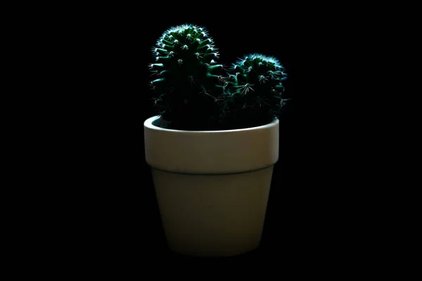 Groene kamerplant cactus in een pot geïsoleerd op zwarte achtergrond. Met uitknippad. — Stockfoto